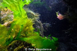 Look like space or art canvas. My underwater light gave t... by Elena Blagodarova 